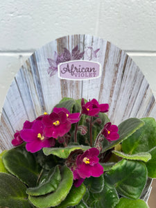 African Violet 105mm