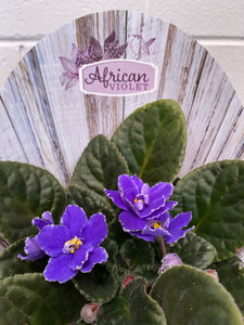 African Violet 105mm