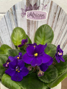 African Violet 105mm