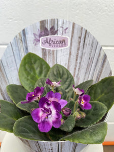 African Violet 105mm