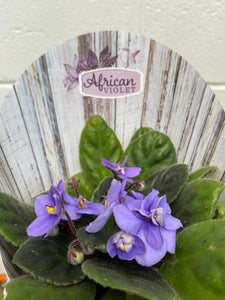 African Violet 105mm