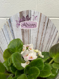 African Violet 105mm