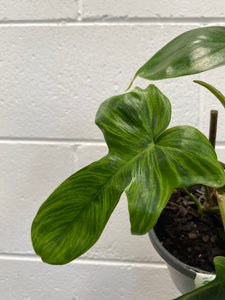 Philodendron Florida Beauty 130mm