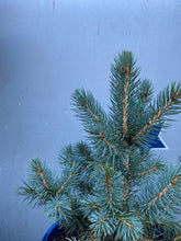 Load image into Gallery viewer, Picea Blue Star 250mm
