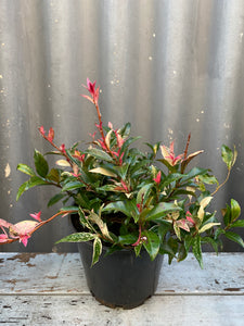 Tricolour Jasmine