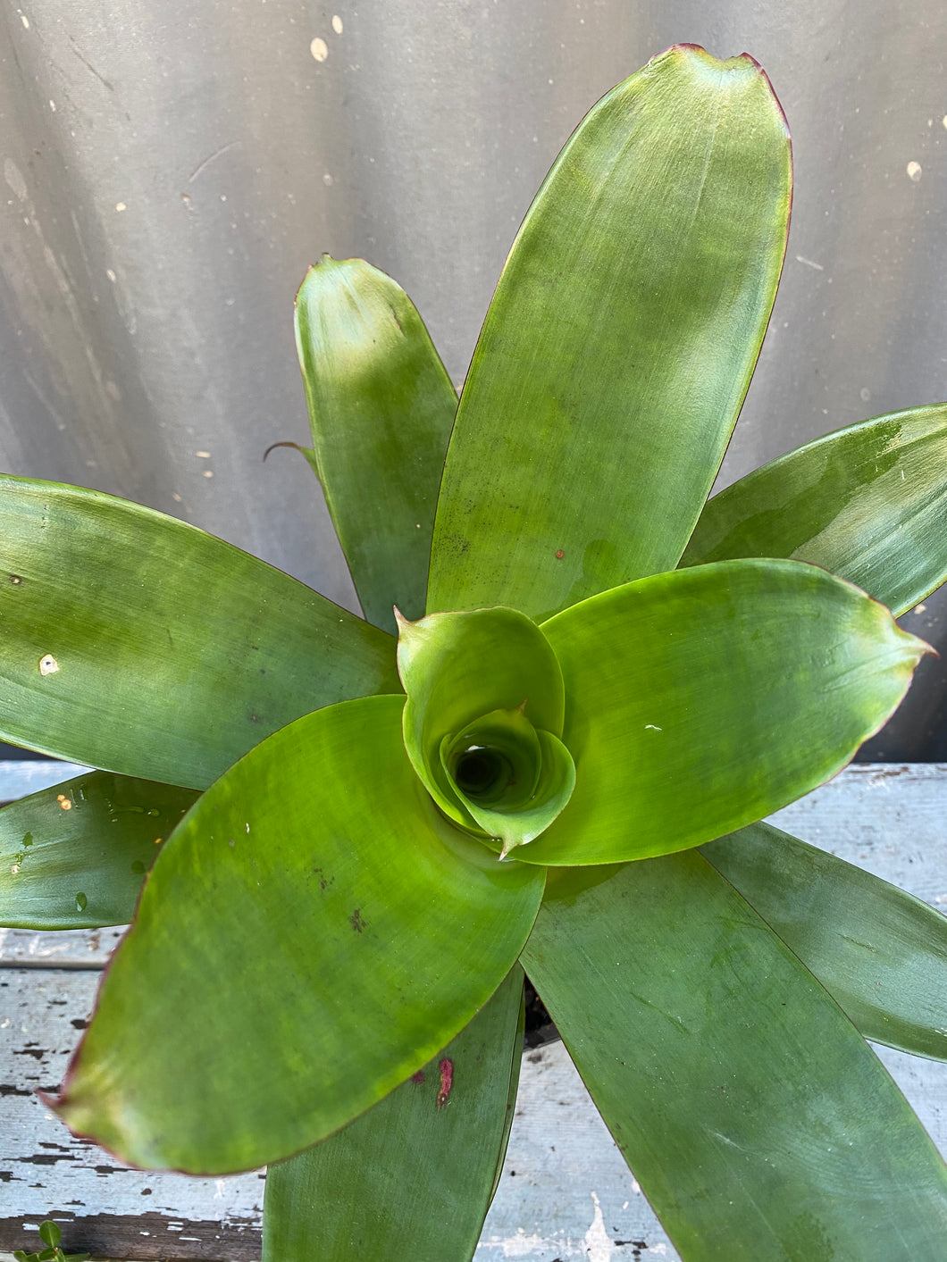 Alcantarea Imperialis 'rubra'