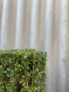 Buxus Sempervirens 'bollard Topiary' 330mm