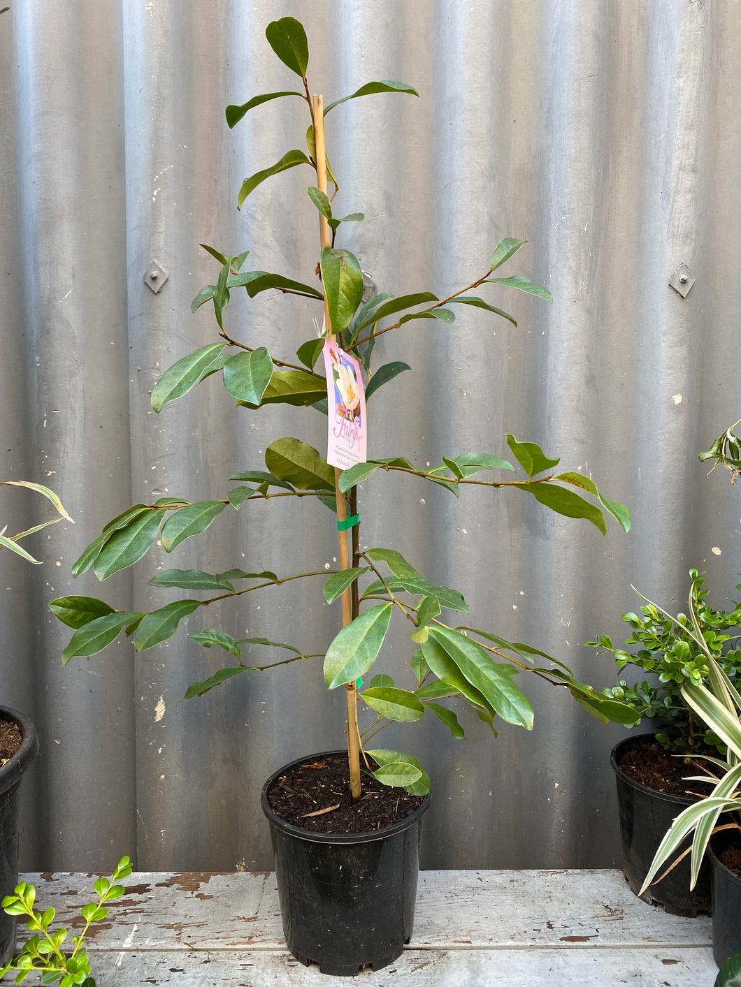 Magnolia Doltsopa 'figo Fairy Blush' 200mm
