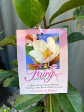 Load image into Gallery viewer, Magnolia Doltsopa &#39;figo Fairy Blush&#39; 200mm
