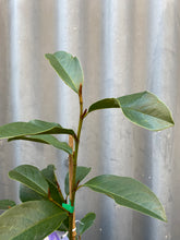 Load image into Gallery viewer, Magnolia Doltsopa &#39;fairy White&#39; 200mm
