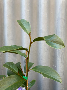 Magnolia Doltsopa 'fairy White' 200mm