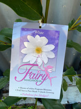Load image into Gallery viewer, Magnolia Doltsopa &#39;fairy White&#39; 200mm
