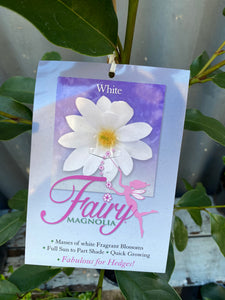 Magnolia Doltsopa 'fairy White' 200mm