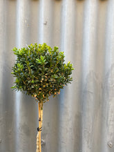 Load image into Gallery viewer, Std Buxus Sempervirens 300mm
