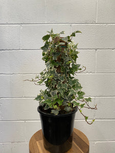 Hedera Ivy Totem