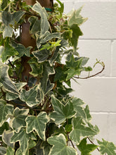 Load image into Gallery viewer, Hedera Ivy Totem
