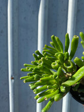 Load image into Gallery viewer, Crassula &#39;gollum&#39;
