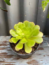 Load image into Gallery viewer, Aeonium 140mm
