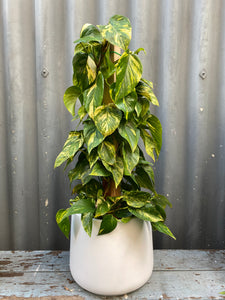 Epipremnum Aureum Totem