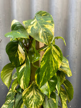 Load image into Gallery viewer, Epipremnum Aureum Totem
