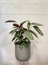 Load image into Gallery viewer, Ctenanthe &#39;grey Star&#39;
