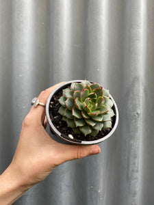 Echeveria Shamrock 100mm