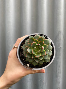 Echeveria Shamrock 100mm