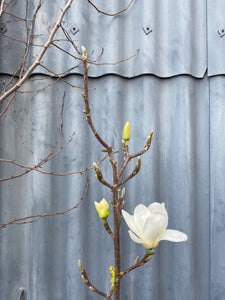 Magnolia Denudata 400mm