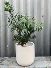 Load image into Gallery viewer, Podocarpus Latifolius 200mm
