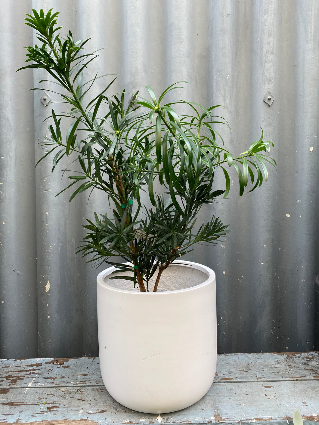 Podocarpus Latifolius 200mm