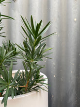 Load image into Gallery viewer, Podocarpus Latifolius 200mm
