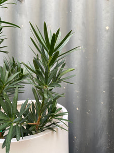 Podocarpus Latifolius 200mm