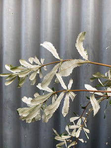 Banksia Integrifolia