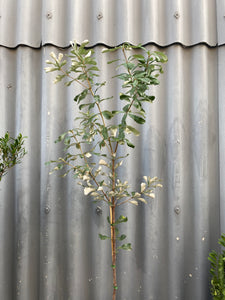 Banksia Integrifolia