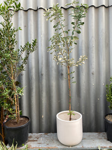 Banksia Integrifolia