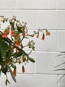 Kalanchoe 'freedom Bells' 155mm