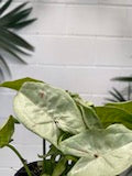Load image into Gallery viewer, Syngonium &#39;confetti&#39;
