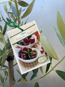 Olive 'kalamata Jumbo'