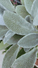 Load image into Gallery viewer, Lambs Ear 100mm
