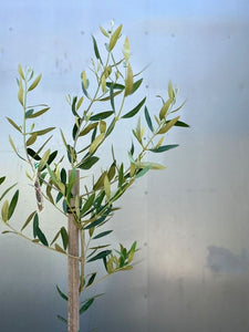 Olive 'kalamata Jumbo'