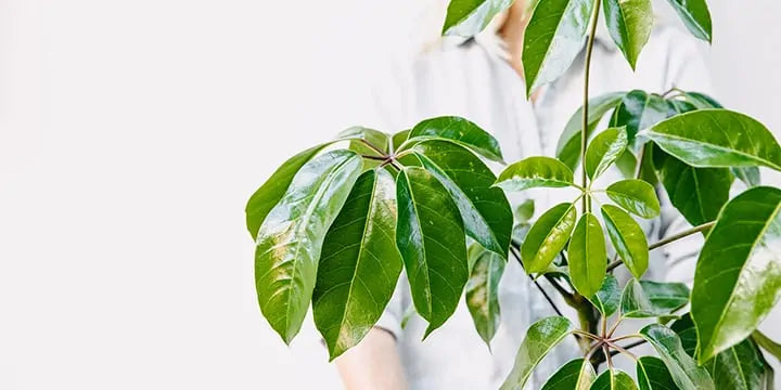 Schefflera Umbrella Tree 190mm