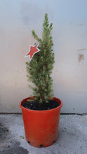 Load image into Gallery viewer, Xmas Tree
