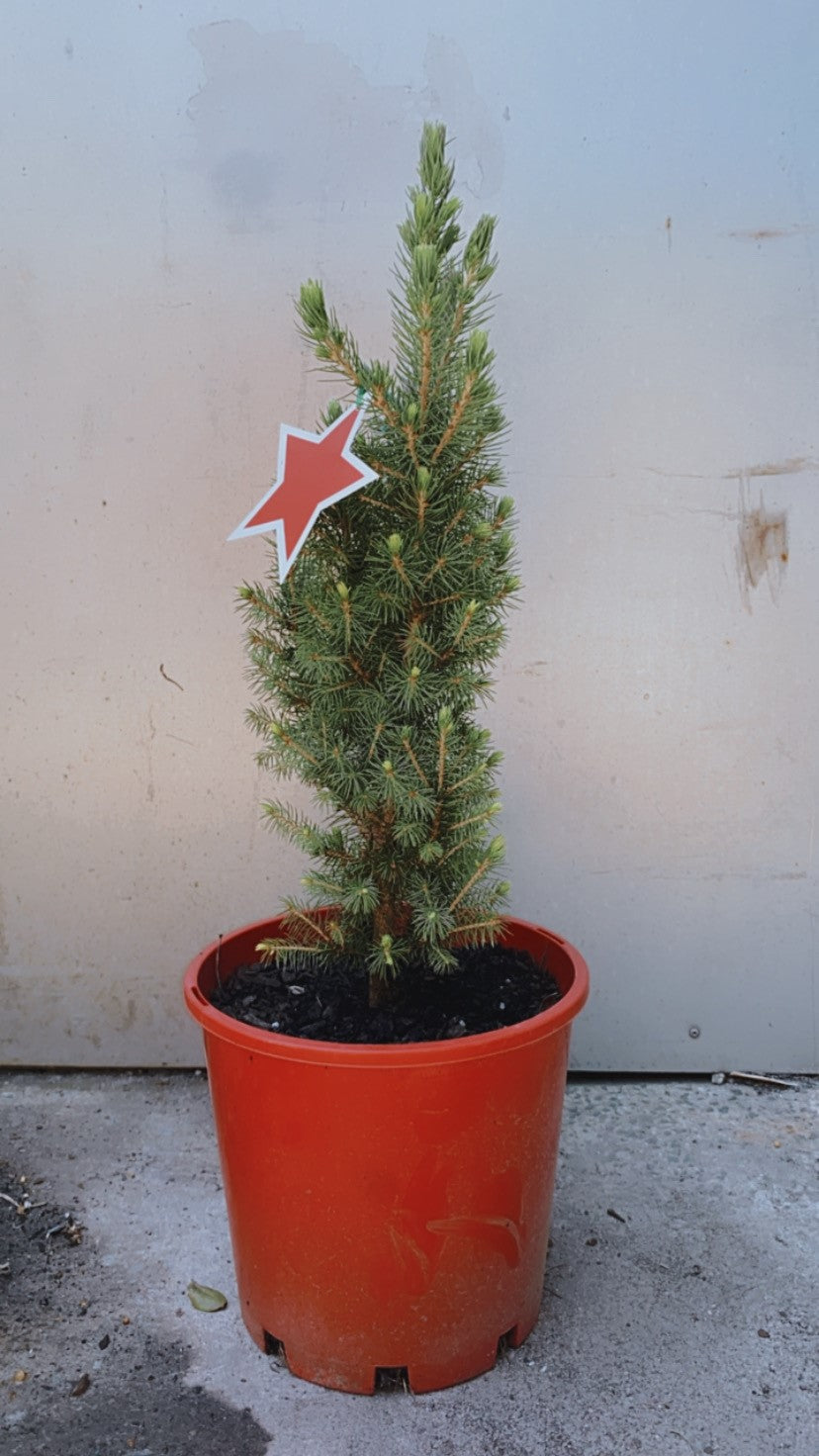 Xmas Tree