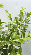 Load image into Gallery viewer, Buxus Microphylla Japonica
