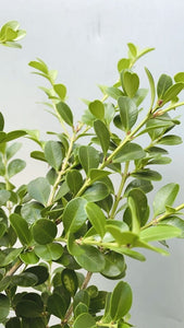 Buxus Microphylla Japonica