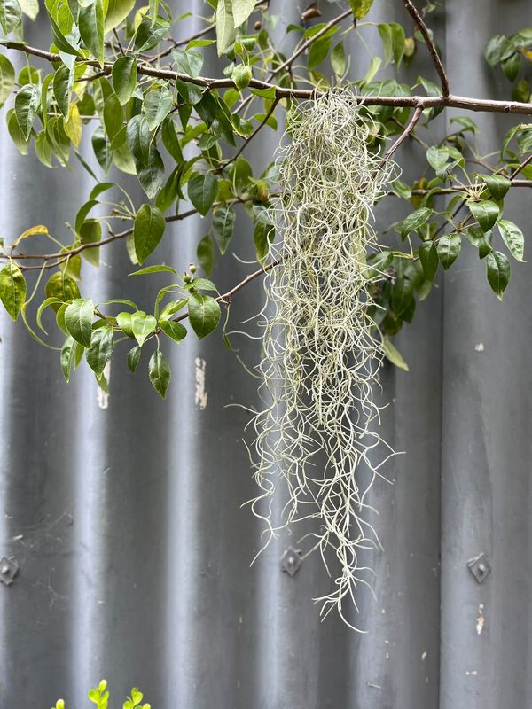 Spanish Moss 'air Plant'