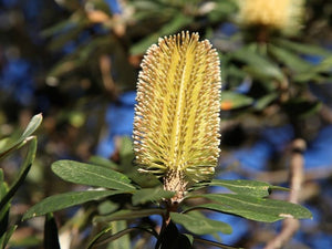 Banksia Integrifolia