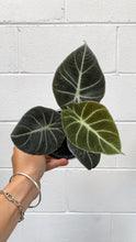Load image into Gallery viewer, Alocasia &#39;black Velvet&#39;
