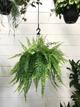Load image into Gallery viewer, Boston Fern
