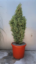 Load image into Gallery viewer, Xmas Tree
